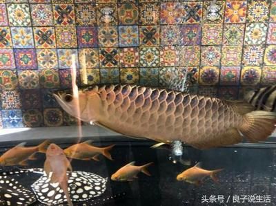 龍魚為什么會自己撞死自己（龍魚為什么會撞缸？） 龍魚百科 第4張