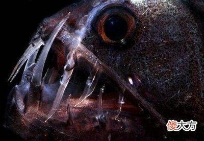 龍魚水質(zhì)700啥時候能下去（“龍魚水質(zhì)700”代表什么單位和指標和單位和指標）