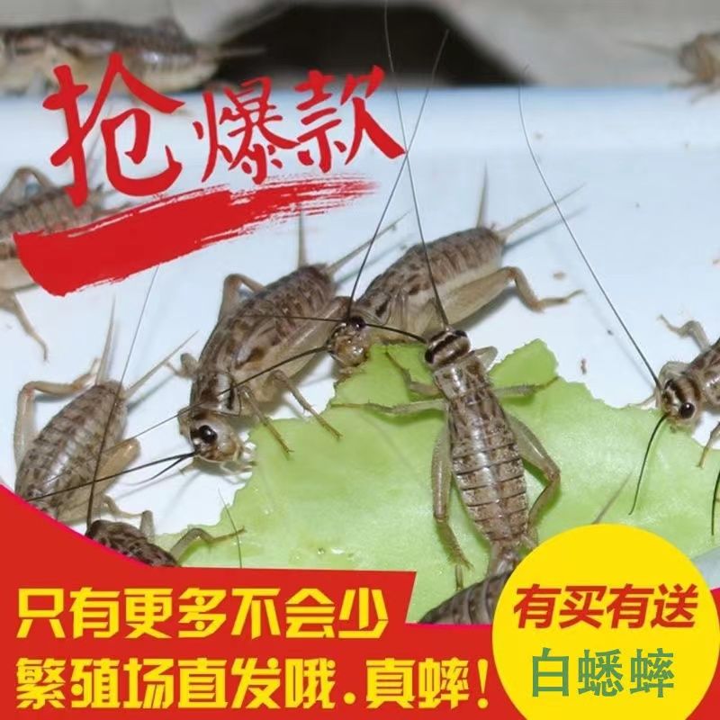 龍魚能吃蟑螂嗎（龍魚可以吃蟑螂嗎）