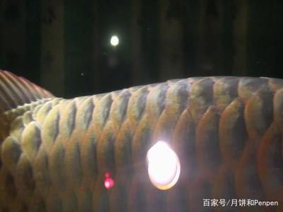 龍魚水霉病最好的治療方法（如何治療龍魚水霉?。? title=