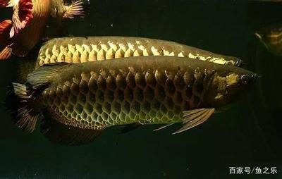 龍魚(yú)突然暴斃怎么回事（龍魚(yú)突然暴斃可能由多種因素引起，飼養(yǎng)者應(yīng)了解這些因素）