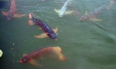 龍魚(yú)水面游（龍魚(yú)在水面上游可能由多種因素引起，解決方法及解決方法） 龍魚(yú)百科 第5張