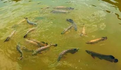 龍魚(yú)水面游（龍魚(yú)在水面上游可能由多種因素引起，解決方法及解決方法） 龍魚(yú)百科 第4張