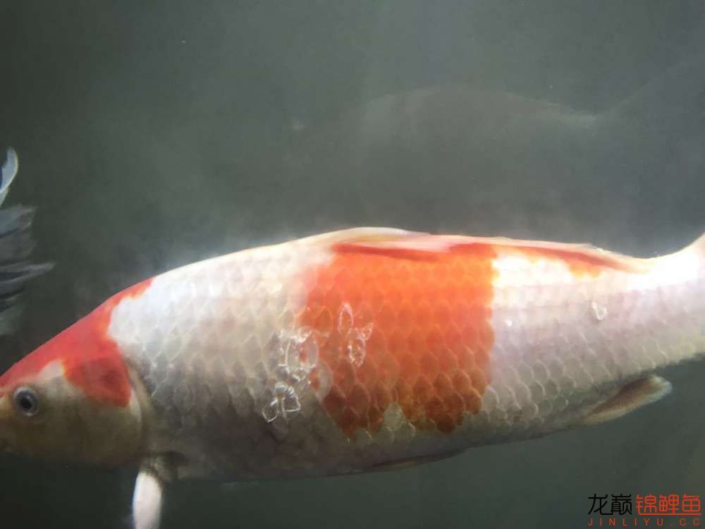 龍魚鰭碎了多久能長好（龍魚鰭碎了怎么修復(fù)） 龍魚百科 第5張