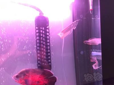 龍魚飼料要增色瞠是增大（龍魚增色飼料是否能增大，龍魚飼料的效果并不明顯）