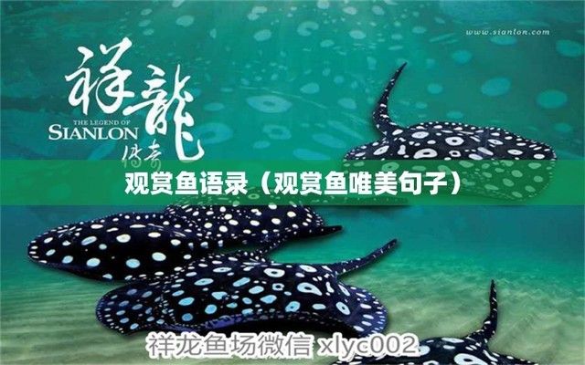 龍魚(yú)入缸的唯美句子（龍魚(yú)入缸后的自在與和諧）