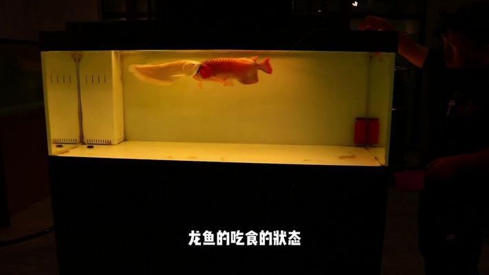 龍魚入缸的唯美句子（龍魚入缸后的自在與和諧） 龍魚百科 第2張