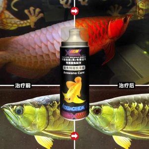 龍魚器官病毒感染（龍魚可能感染的器官病毒） 龍魚百科 第4張