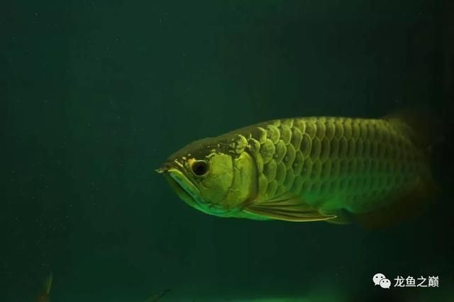 龍魚水位多少高合適（養(yǎng)龍魚的水位高度應該控制在30-50厘米之間） 龍魚百科 第5張