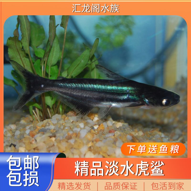 龍魚配魚排名（適合與龍魚混養(yǎng)的魚類排名，選擇與龍魚混養(yǎng)的魚類需要考慮到多種因素） 龍魚百科 第5張