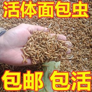 龍魚飼料一次喂多少粒（龍魚的飼料喂食量） 龍魚百科 第5張