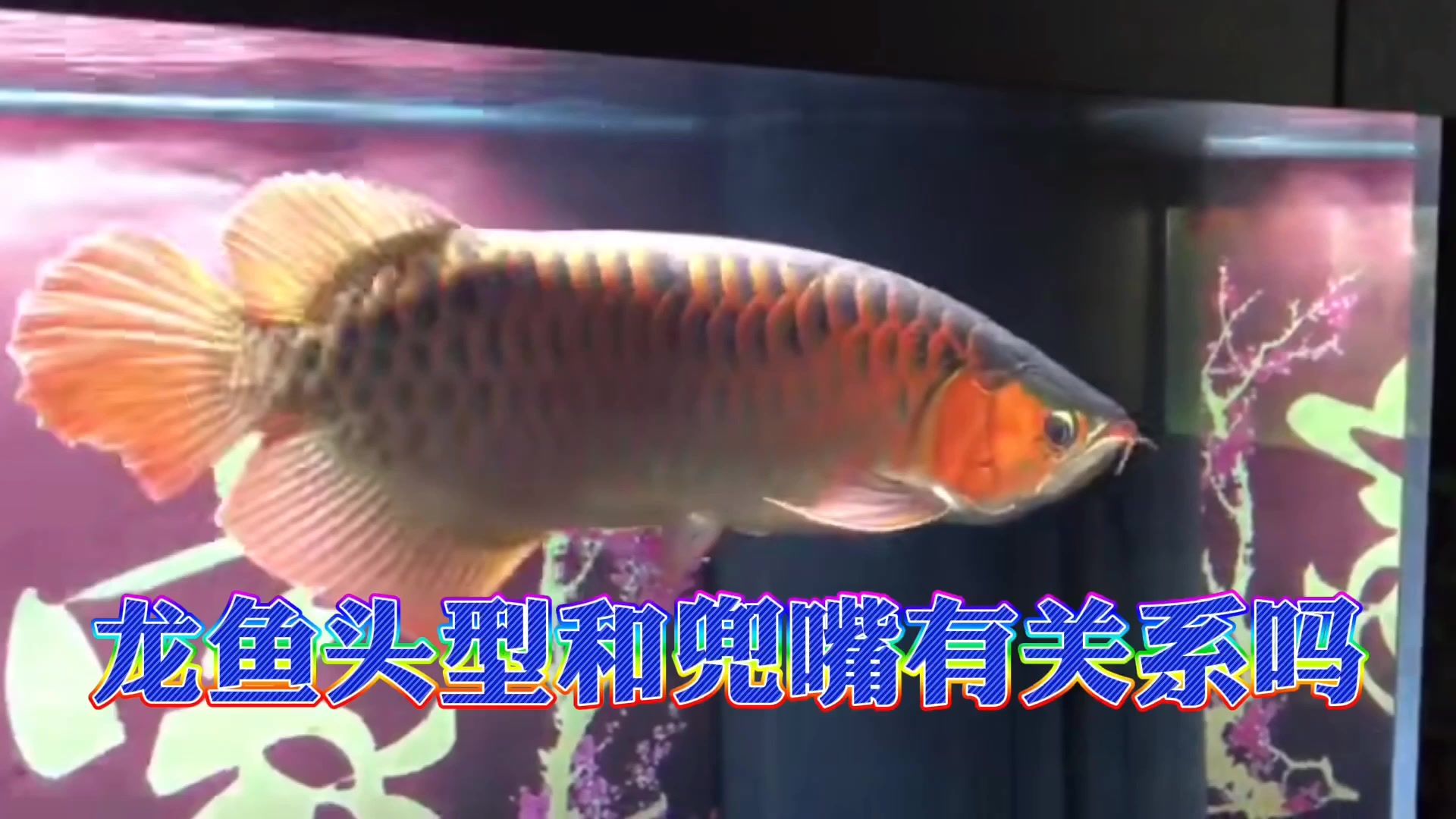 龍魚啥頭型不容易兜嘴（不易兜嘴的龍魚頭型應(yīng)該是頭型端正、沒有明顯兜嘴跡象的個體）