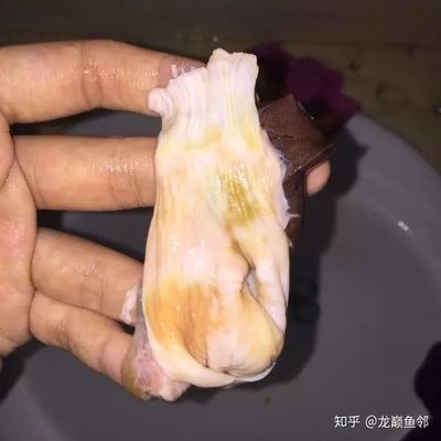 龍魚吐胃袋喂土霉素行嗎（使用土霉素治療龍魚吐胃袋需要注意什么？）