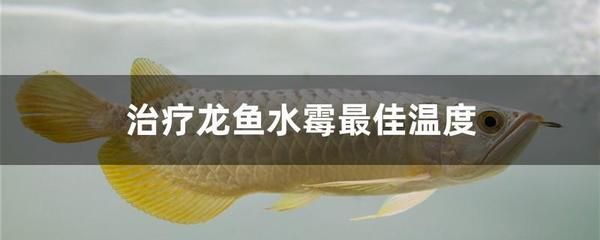 龍魚水霉好轉(zhuǎn)有什么癥狀（龍魚水霉病好轉(zhuǎn)可能出現(xiàn)的癥狀）