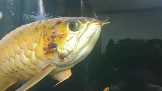 龍魚抬頭吸一口氣（龍魚抬頭吸一口氣是怎么回事？）