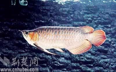 龍魚抬頭吸一口氣（龍魚抬頭吸一口氣是怎么回事？）