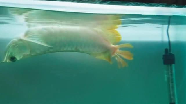 龍魚為什么喜歡浮在水面（龍魚浮在水面可能由多種原因造成） 龍魚百科 第4張