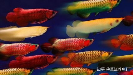 龍魚世界（\