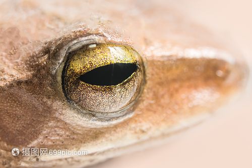 龍魚(yú)青蛙眼（“龍魚(yú)青蛙眼”可能是指某種具有特殊眼睛特征的龍魚(yú)）