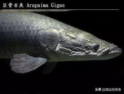 龍魚鰓蓋上長個凸起（龍魚鰓蓋上長個凸起可能是由多種原因引起的，以下幾種可能）