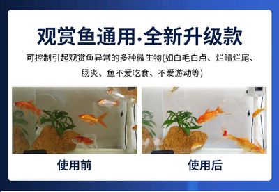 龍魚起白毛什么?。堲~起白毛怎么辦）