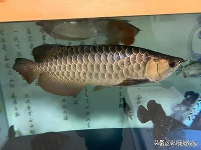 龍魚頭上撞傷了一點怎么辦（當(dāng)龍魚頭部受到撞擊時）