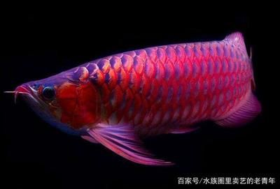 龍魚鰭上長白疙瘩（龍魚鰭上長白疙瘩可能由多種原因引起，可能由多種原因引起） 龍魚百科 第5張