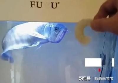 龍魚意外死亡什么原因（龍魚意外死亡可能由多種因素引起，龍魚的意外死亡可能由多種因素引起） 龍魚百科 第3張