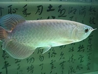 龍魚意外死亡什么原因（龍魚意外死亡可能由多種因素引起，龍魚的意外死亡可能由多種因素引起） 龍魚百科 第5張