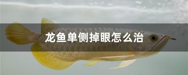 龍魚消炎藥用什么藥（龍魚爛嘴怎么辦） 龍魚百科 第1張