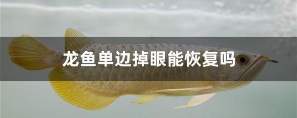 龍魚消炎藥用什么藥（龍魚爛嘴怎么辦） 龍魚百科 第4張