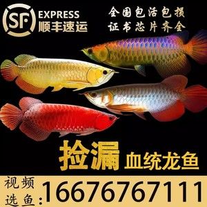 龍魚芯片查詢網(wǎng)址（如何查詢龍魚芯片） 龍魚百科 第5張