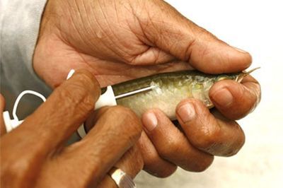 龍魚芯片證書可以造假嗎（消費-龍魚芯片證書可以造假嗎）