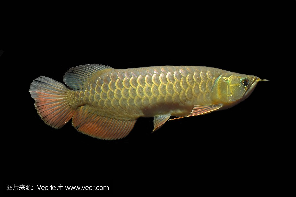 龍魚(yú)用綠色背景好不好（綠色背景對(duì)龍魚(yú)的影響）