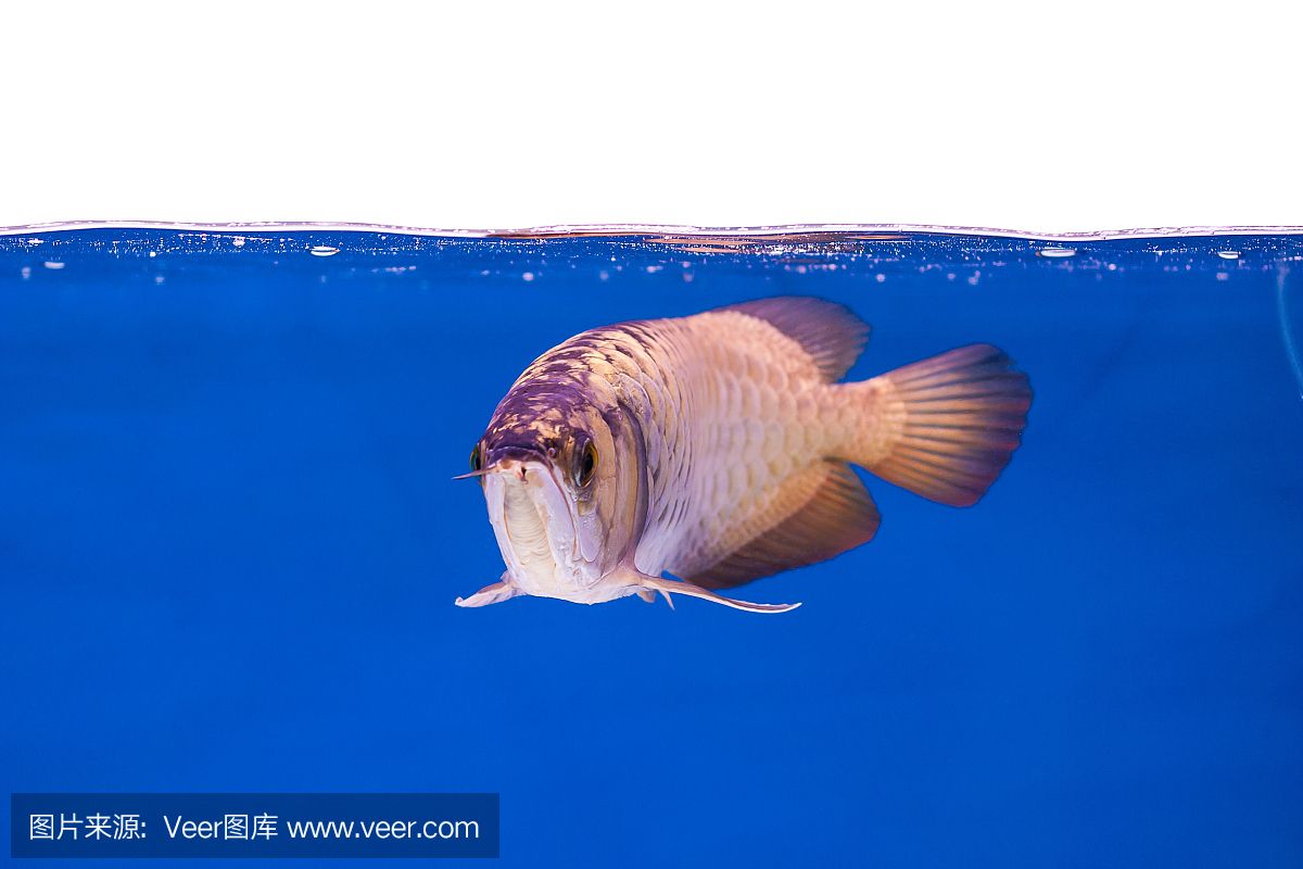 龍魚用綠色背景好不好（綠色背景對龍魚的影響） 龍魚百科 第4張