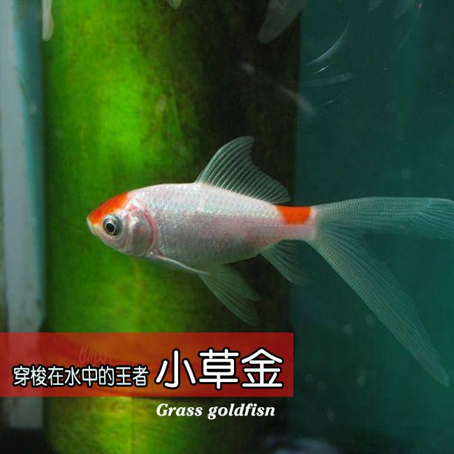 龍魚有冷水的品種嗎？（冷水龍魚有冷水的品種嗎？） 龍魚百科 第3張