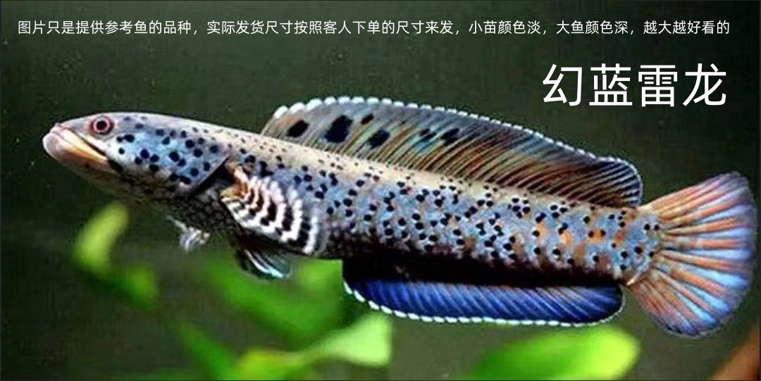 龍魚有冷水的品種嗎？（冷水龍魚有冷水的品種嗎？） 龍魚百科 第2張