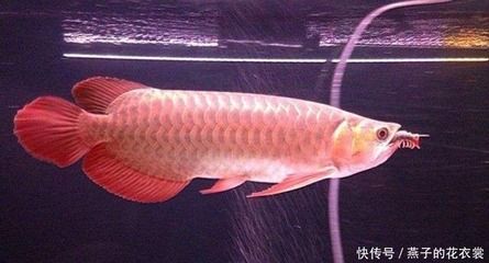 龍魚養(yǎng)多久才發(fā)色（龍魚養(yǎng)多久才發(fā)色龍魚的發(fā)色時間因素有哪些因素影響） 龍魚百科 第3張