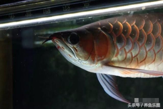 龍魚喂蝦和魚哪個(gè)好一點(diǎn)（龍魚喂蝦和喂魚哪個(gè)好一點(diǎn)龍魚喂蝦和喂魚哪個(gè)好一點(diǎn)） 龍魚百科 第4張