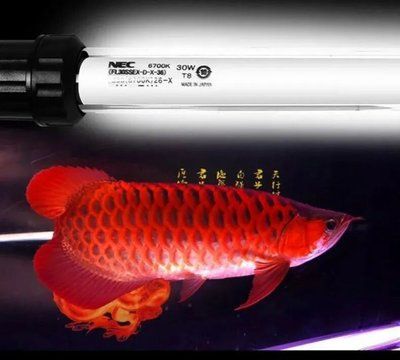 龍魚小夜燈的正確位置（龍魚小夜燈的擺放建議） 龍魚百科 第3張