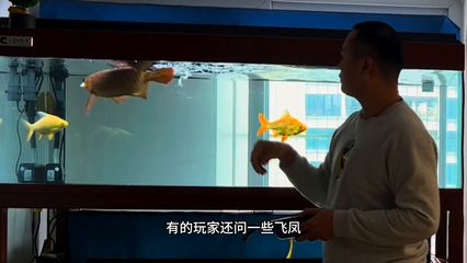 龍魚下藥后頭一直游來游去（龍魚下藥后頭一直游來游去可能是由于水質(zhì)問題、疾病因素所致） 龍魚百科 第2張