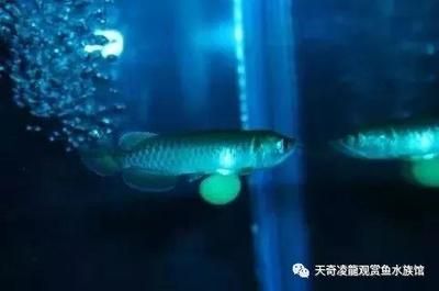 龍魚用甲基藍(lán)（關(guān)于甲基藍(lán)治療龍魚的具體步驟和注意事項） 龍魚百科 第1張