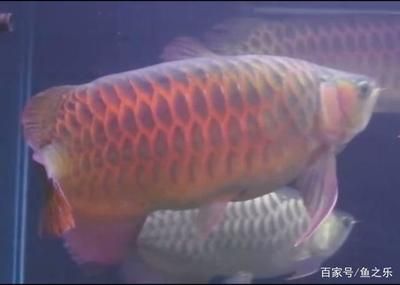 龍魚游得快是怎么回事（龍魚游得快可能由多種因素引起，看看是否能緩解這種行為） 龍魚百科 第1張