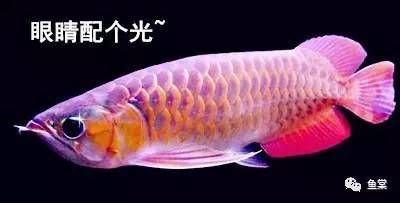 龍魚下顎兩側(cè)的豎紋（龍魚下顎兩側(cè)的豎紋對于龍魚來說是非常重要的結(jié)構(gòu)） 龍魚百科 第3張