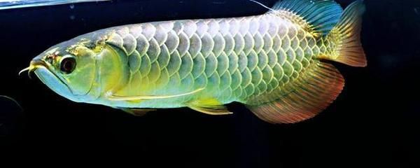 龍魚(yú)眼睛下垂怎么治療（龍魚(yú)眼睛下垂怎么辦） 龍魚(yú)百科 第3張