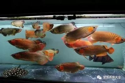 龍魚用土霉素（使用土霉素治療龍魚需要注意哪些事項(xiàng)？） 龍魚百科 第5張