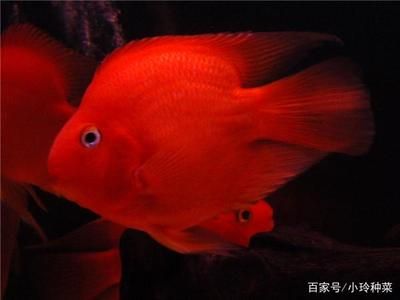 龍魚鸚鵡魚戰(zhàn)船哪個(gè)好養(yǎng)？（龍魚、鸚鵡魚和戰(zhàn)船魚各有其飼養(yǎng)特點(diǎn)和難度） 龍魚百科 第2張