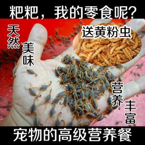 龍魚下黃粉有傷害嗎（黃粉對(duì)龍魚有傷害嗎） 龍魚百科 第3張