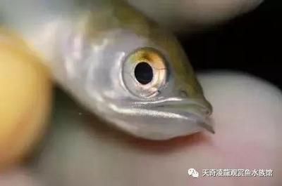 龍魚喜歡大水流嗎（適當控制魚缸中的水流,龍魚喜歡大水流嗎，） 龍魚百科 第1張