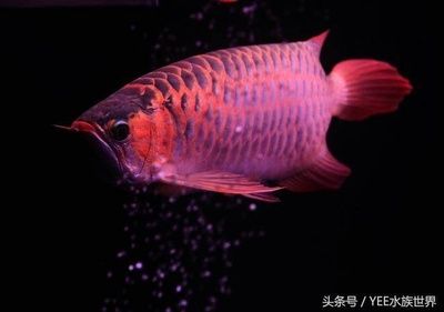 龍魚喂飼料吃了就吐（遇到龍魚喂飼料吃了就吐的情況） 龍魚百科 第4張